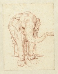 Staande olifant, van voren (1732 - 1789) by Petrus Camper