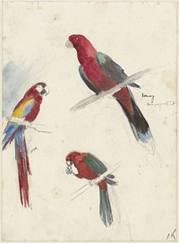 Studies van papegaaien (1880 - 1946) by Anna Maria Kruijff