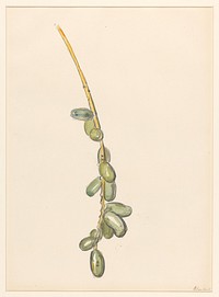 Takje van een dadelpalm met groene vruchten (1872 - 1950) by Barbara Elisabeth van Houten