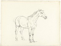Studie van een staand paard, naar rechts (1788 - 1839) by Hendrik Voogd