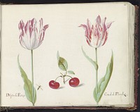 Twee tulpen met twee kersen en vlieg (1637) by Jacob Marrel