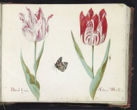 Twee tulpen met atalanta en krekel (1637) by Jacob Marrel