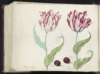 Twee tulpen met twee morellen en waterjuffer (1637) by Jacob Marrel