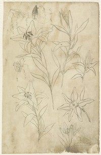 Schetsblad met lelies (1799 - 1857) by Yamamoto Shinryo Baiitsu