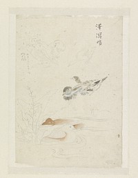 Watervogels (1800 - 1900) by Ishikawa Kazan