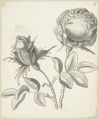Twee rozen (1683 - 1733) by Bernard Picart