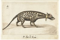 Album Sheet with a Civet (c. 1572) by anonymous