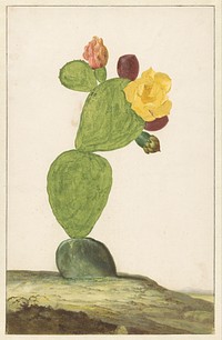 Prickly Pear in Bloom (1648 - 1681) by Willem de Heer
