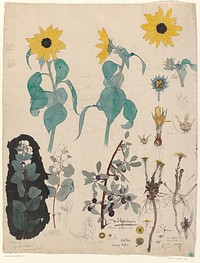 Study Sheet of Sunflowers, Snowberry, and Blackthorn (c. 1895) by Theo Nieuwenhuis