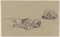 Twee studies van een luipaard (1821 - 1891) by Guillaume Anne van der Brugghen