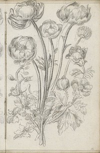 Boeket met rozen (1710 - 1772) by Petrus Johannes van Reysschoot