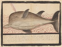 Buttlenose whale (Hyperoodon rostratus) (1584) by Adriaen Coenen