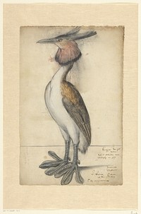 Great Crested Grebe (c. 1564 - c. 1565) by anonymous