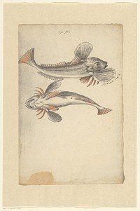 Two tub gurnards (Chelidonichthys lucerna) (1575 - 1599) by anonymous