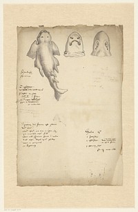 Study of an angelshark (Squatina squatina) (c. 1575 - c. 1599) by anonymous