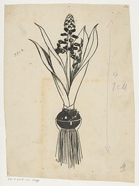 Hyacinth in Bloom with Bulb and Roots (c. 1880 - c. 1930) by anonymous