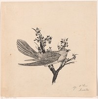 Vogel op een tak (c. 1880 - c. 1920) by anonymous
