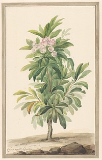 Smalbladige lepelboom in landschap (Kalmia Angustifolio) (c. 1775 - c. 1825) by Willem van Leen