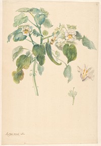 Tak van witte kattenklauw met details van stamper en bloem (c. 1750 - c. 1799) by anonymous