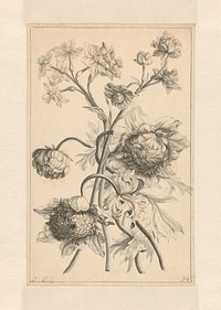 Twee takken met een pioenroos (1700 - 1800) by J Porteret