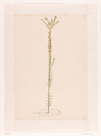 Ericoide plant (1668 - 1729) by Laurens Vincentsz van der Vinne