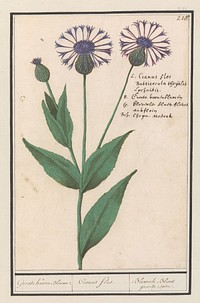 Grote centaurie (Centaurea scabiosa) (1596 - 1610) by Anselmus Boëtius de Boodt and Elias Verhulst
