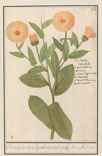 Goudsbloem (Calendula officinalis) (1596 - 1610) by Anselmus Boëtius de Boodt and Elias Verhulst