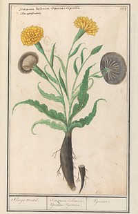 Kleine schorseneer (Scorzonera humilis) (1596 - 1610) by Anselmus Boëtius de Boodt and Elias Verhulst