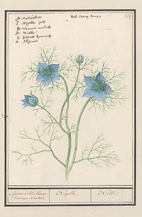 Juffertje-in-het-groen (Nigella damascena) (1596 - 1610) by Anselmus Boëtius de Boodt and Elias Verhulst