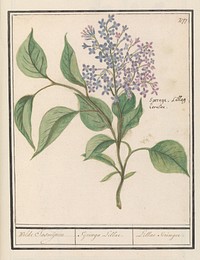 Sering (Syringa vulgaris) (1596 - 1610) by Anselmus Boëtius de Boodt and Elias Verhulst