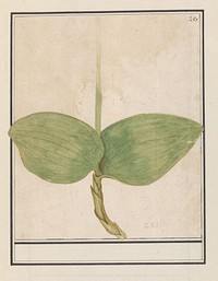 Onbekende plant (1596 - 1610) by Anselmus Boëtius de Boodt and Elias Verhulst