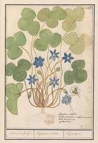 Leverbloempje (Anemone hepatica, oude naam: Hepatica nobilis) (1596 - 1610) by Anselmus Boëtius de Boodt and Elias Verhulst