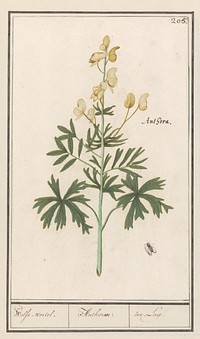 Gele monnikskap (Aconitum vulparia) (1596 - 1610) by Anselmus Boëtius de Boodt and Elias Verhulst