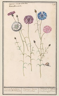 Korenbloem (Centaurea cyanus) (1596 - 1610) by Anselmus Boëtius de Boodt and Elias Verhulst