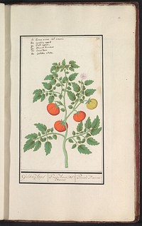 Tomaat (Solanum lycopersicum) (1596 - 1610) by Anselmus Boëtius de Boodt and Elias Verhulst
