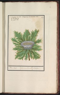 Driedistel (Carlina vulgaris) (1596 - 1610) by Anselmus Boëtius de Boodt, Elias Verhulst and Adriaen Collaert