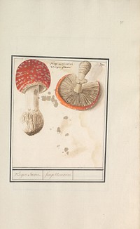 Fly agaric (Amanita muscaria) (1596 - 1610) by Anselmus Boëtius de Boodt