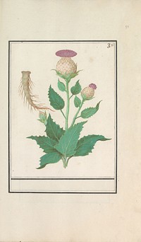 Wollige distel (Cirsium eriophorum) (1596 - 1610) by Anselmus Boëtius de Boodt and Elias Verhulst