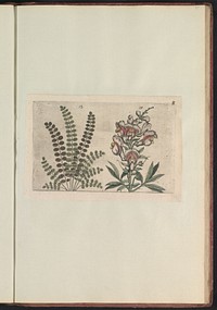 Kleine pimpernel (Sanguisorba minor) en grote leeuwenbek (Antirrhinum majus) (1640) by anonymous and Crispijn van de Passe I