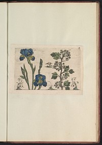 Baardiris (Iris germanica) en koraalmeidoorn (Crataegus curvisepala) (1640) by anonymous and Crispijn van de Passe I