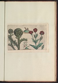 Artisjok (Cynara cardunculus) en prikneus (Silene coronaria) (1640) by anonymous and Crispijn van de Passe I