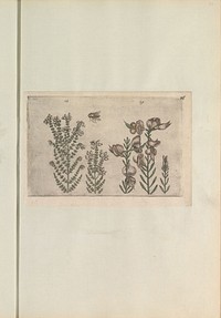 Dopheide (Erica tetralix) en bezemstruik (Spartium junceum) (1640) by anonymous and Crispijn van de Passe I