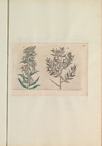Kromhals (Anchusa arvensis) en muisdoorn (Ruscus aculeatus) (1640) by anonymous and Crispijn van de Passe I