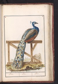 Indian Peafowl (1790 - 1814) by anonymous and David de Coninck