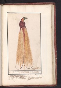 Bird of paradise (Paradisaea apoda) (1596 - 1610) by Anselmus Boëtius de Boodt