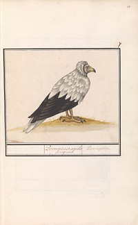 Egyptian vulture (1596 - 1610) by Anselmus Boëtius de Boodt and Elias Verhulst
