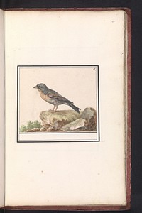 Vink (Fringilla) (1596 - 1610) by Anselmus Boëtius de Boodt and Elias Verhulst