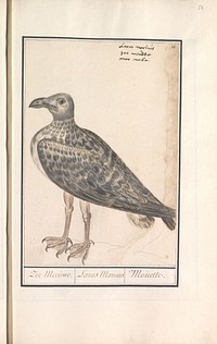 Grote mantelmeeuw (Larus marinus) of zilvermeeuw (Larus argentatus) (1596 - 1610) by Anselmus Boëtius de Boodt and Elias Verhulst