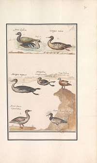 Blad met acht eenden (Anas), zaagbekken (Mergus) en andere watervogels (1596 - 1610) by Anselmus Boëtius de Boodt and Elias Verhulst