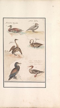 Blad met zes eenden (Anas) en andere watervogels (1596 - 1610) by Anselmus Boëtius de Boodt and Elias Verhulst